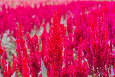 Bahçede kırmızı taç yaprakları horoz tarağı çiçeği ya da ibikli çeltik çiçeği demeti.