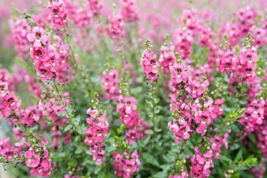 Güzel pembe Salvia nemorosa çiçekleri tam çiçek doğal rüzgarda büyüyor bahçeyi dolduruyor.