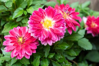 Dahlia pinnata, Dahlia familyasından bir kuş türü.. 