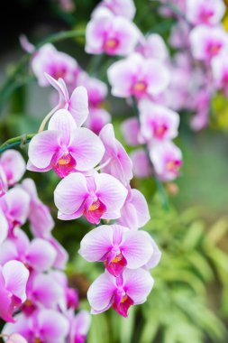Güzel falanopsis orkideleri güzel çiçekler ve yeşil yapraklarla.