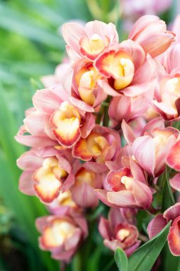 Pembe Cymbidium orkidesi, bahçede tekne orkidesi olarak bilinir..