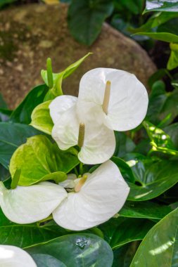 Güzel beyaz renk. Andoryum çiçeği, kalp şeklinde çiçek.