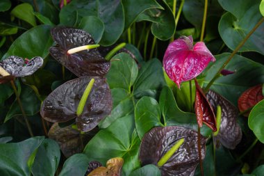 Koyu kırmızı Anthurium çiçekleri bahçede..