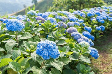 Renkli Hydrangea makrophylla Tayland dağında çiçek açar.