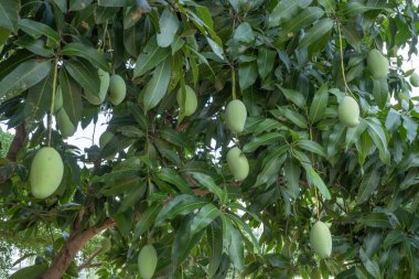 Yaklaş ağaçta çiğ yeşil mango.