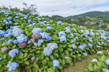 Mor Ortanca çiçeğinin (Hydrangea makrophylla) dağ ve mavi gökyüzü olan bir bahçede doğal manzara 