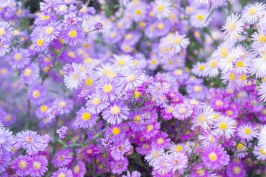 Kaya papatyası ya da Brachysgelmişbahçesindekibirindengebelir.