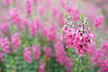 Güzel pembe Salvia nemorosa çiçekleri tam çiçek doğal rüzgarda büyüyor bahçeyi dolduruyor.