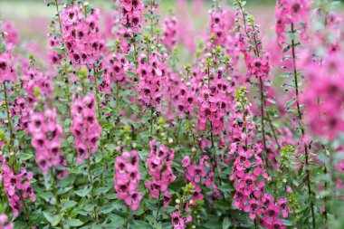 Güzel pembe Salvia nemorosa çiçekleri tam çiçek doğal rüzgarda büyüyor bahçeyi dolduruyor.