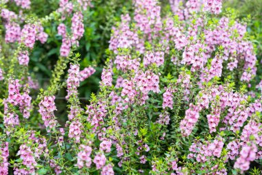 Güzel pembe Salvia nemorosa çiçekleri tam çiçek doğal rüzgarda büyüyor bahçeyi dolduruyor.