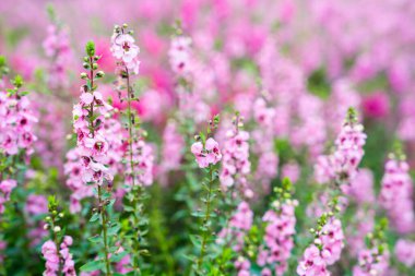 Güzel pembe Salvia nemorosa çiçekleri tam çiçek doğal rüzgarda büyüyor bahçeyi dolduruyor.