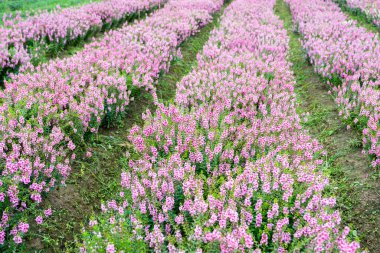 Güzel pembe Salvia nemorosa çiçekleri tam çiçek doğal rüzgarda büyüyor bahçeyi dolduruyor.