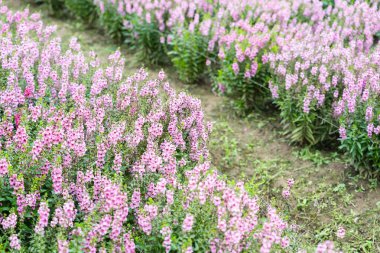 Güzel pembe Salvia nemorosa çiçekleri tam çiçek doğal rüzgarda büyüyor bahçeyi dolduruyor.