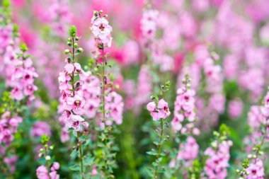 Güzel pembe Salvia nemorosa çiçekleri tam çiçek doğal rüzgarda büyüyor bahçeyi dolduruyor.