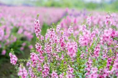 Güzel pembe Salvia nemorosa çiçekleri tam çiçek doğal rüzgarda büyüyor bahçeyi dolduruyor.