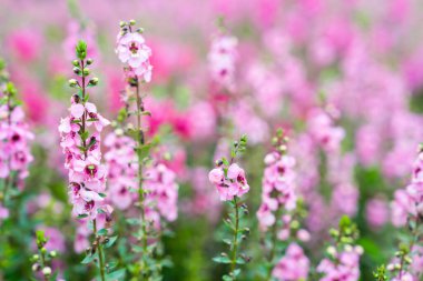 Güzel pembe Salvia nemorosa çiçekleri tam çiçek doğal rüzgarda büyüyor bahçeyi dolduruyor.