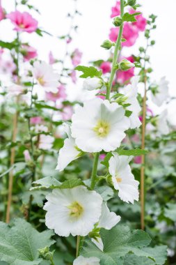 Bahçede çiçek açan pembe gülhatmi çiçeği.