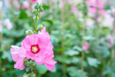 Bahçede çiçek açan pembe gülhatmi çiçeği.