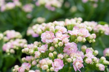 Canlı Pembe Kalanchoe Bahçede Çiçek açıyor.