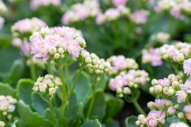 Canlı Pembe Kalanchoe Bahçede Çiçek açıyor.