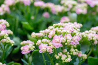 Canlı Pembe Kalanchoe Bahçede Çiçek açıyor.