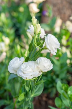Bahçede lisianthus çiçekleri var. Beyaz Lisianthus çiçek açıyor ve yeşil yapraklı tomurcuk çiçek açıyor parkta..