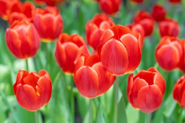 Çiçek açan kırmızı lalelerin yakın çekimi. Koyu kırmızı yapraklı lale çiçekleri. çiçek düzenleme arkaplanı oluşturuluyor