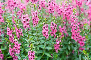 Güzel pembe Salvia nemorosa çiçekleri tam çiçek doğal rüzgarda büyüyor bahçeyi dolduruyor.