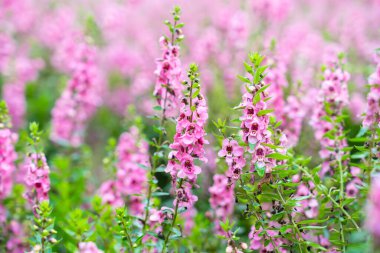 Güzel pembe Salvia nemorosa çiçekleri tam çiçek doğal rüzgarda büyüyor bahçeyi dolduruyor.