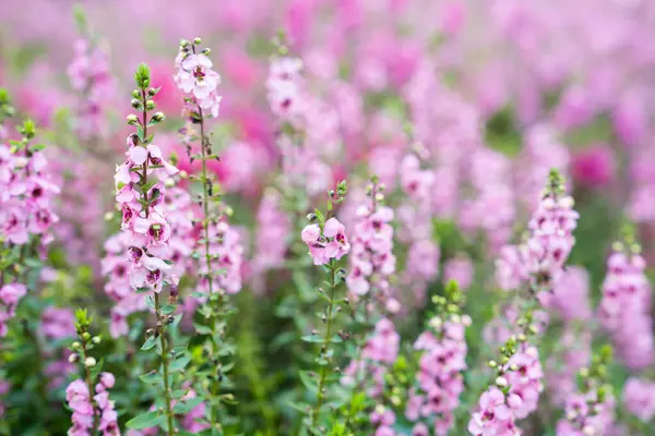 Güzel pembe Salvia nemorosa çiçekleri tam çiçek doğal rüzgarda büyüyor bahçeyi dolduruyor.