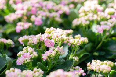 Bahçesinde yaprakları olan pembe ve beyaz Kalanchoe çiçekleri..