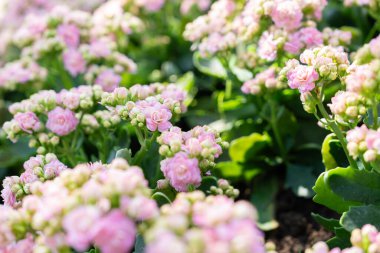 Bahçesinde yaprakları olan pembe ve beyaz Kalanchoe çiçekleri..