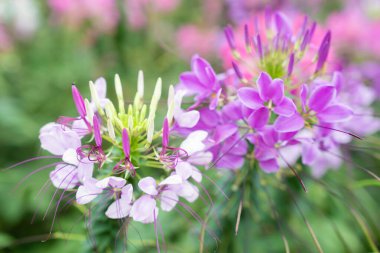 Çiçek bahçesi, örümcek çiçeği, Cleome spinosa, bahçedeki süs çiçekleri..