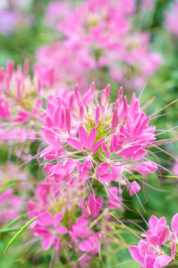 Çiçek bahçesi, örümcek çiçeği, Cleome spinosa, bahçedeki süs çiçekleri..