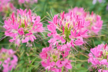 Çiçek bahçesi, örümcek çiçeği, Cleome spinosa, bahçedeki süs çiçekleri..
