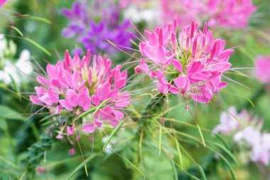 Çiçek bahçesi, örümcek çiçeği, Cleome spinosa, bahçedeki süs çiçekleri..