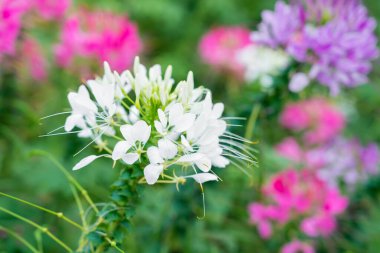 Çiçek bahçesi, örümcek çiçeği, Cleome spinosa, bahçedeki süs çiçekleri..