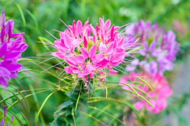 Çiçek bahçesi, örümcek çiçeği, Cleome spinosa, bahçedeki süs çiçekleri..