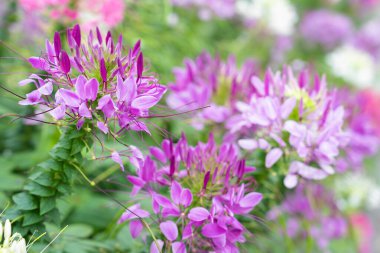 Çiçek bahçesi, örümcek çiçeği, Cleome spinosa, bahçedeki süs çiçekleri..