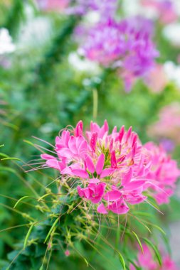 Çiçek bahçesi, örümcek çiçeği, Cleome spinosa, bahçedeki süs çiçekleri..