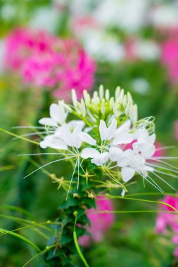 Çiçek bahçesi, örümcek çiçeği, Cleome spinosa, bahçedeki süs çiçekleri..
