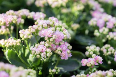 Bahçesinde yaprakları olan pembe ve beyaz Kalanchoe çiçekleri..