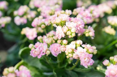 Bahçesinde yaprakları olan pembe ve beyaz Kalanchoe çiçekleri..