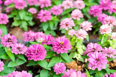 Yeşil yapraklar üzerinde parlak pembe Zinnia Dahlia çiçekleri yazın bahçede..