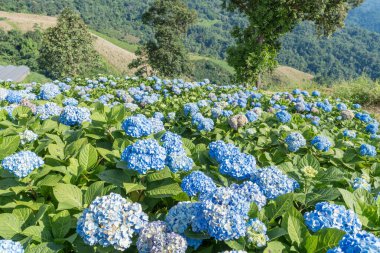 Bir bahçedeki mor ortanca çiçeğinin (Hydrangea makrophylla) doğal manzara görüntüsü.