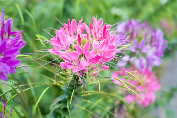 Çiçek bahçesi, örümcek çiçeği, Cleome spinosa, bahçedeki süs çiçekleri..