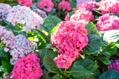 Renkli ortanca çiçekleri. Bir sürü ortanca makrofili çiçeği..