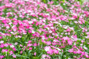 Pembe Renkli Dianthus Barbaticus Çiçekleri bahçede.