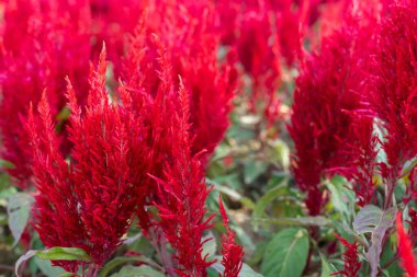 Bir demet kırmızı taç yapraklı horoz tarağı çiçeği ya da ibikli selosya çiçeği.