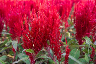 Bir demet kırmızı taç yapraklı horoz tarağı çiçeği ya da ibikli selosya çiçeği.